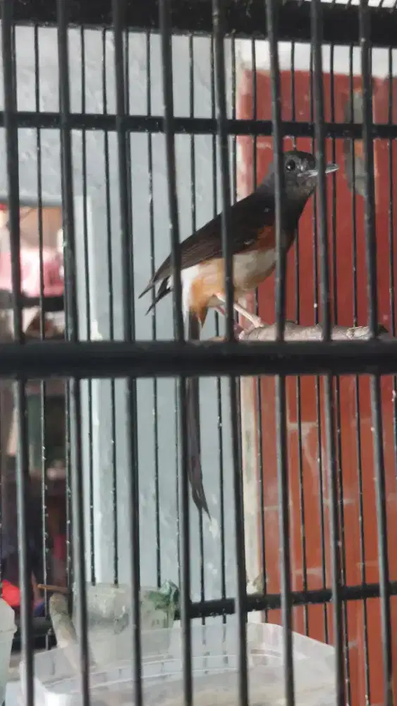 Murai Medan Betina Siapan