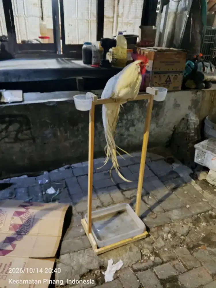 Ayam Ekor Panjang Onagadori