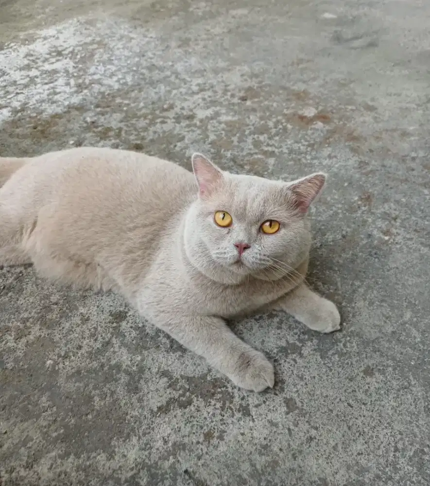 Kucing BSH British Short Hair