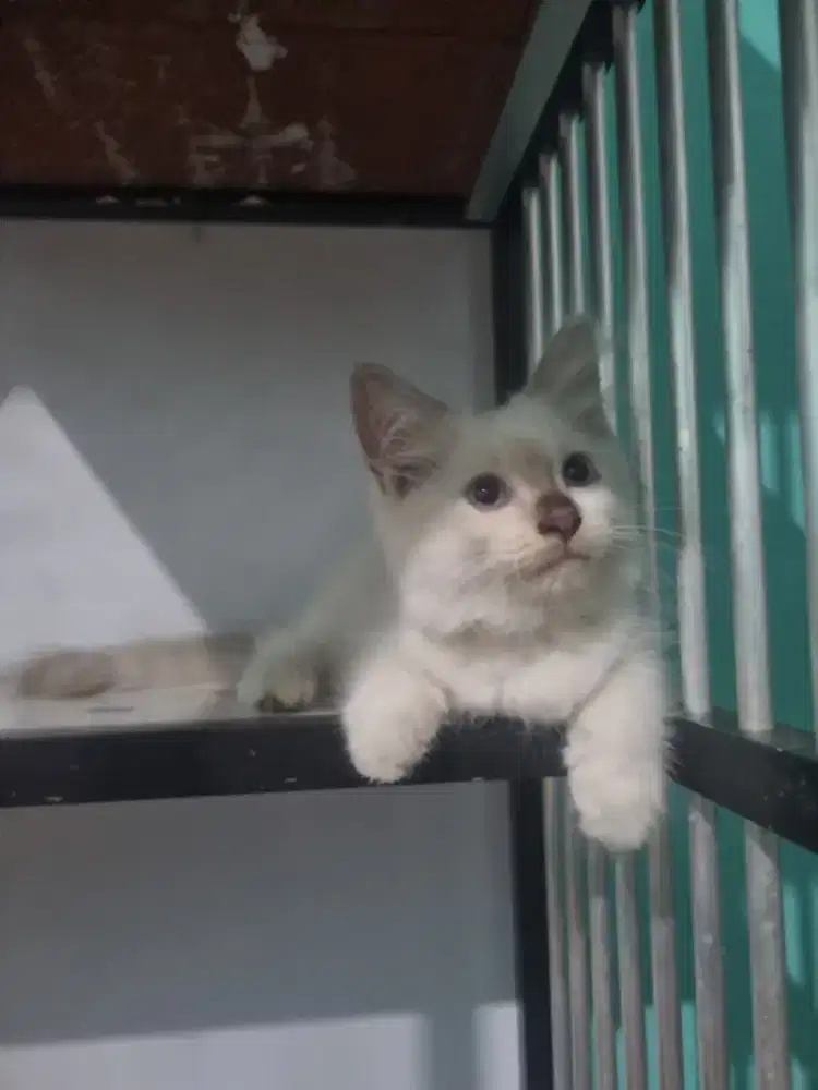 Ragdoll kitten 2 bulan mandiri sehat aktif