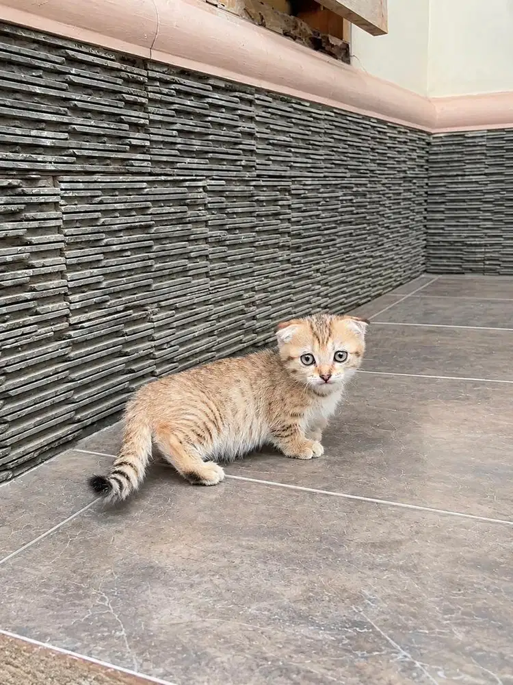 Kucing kitten munchkin gaelic fold cebol scottish