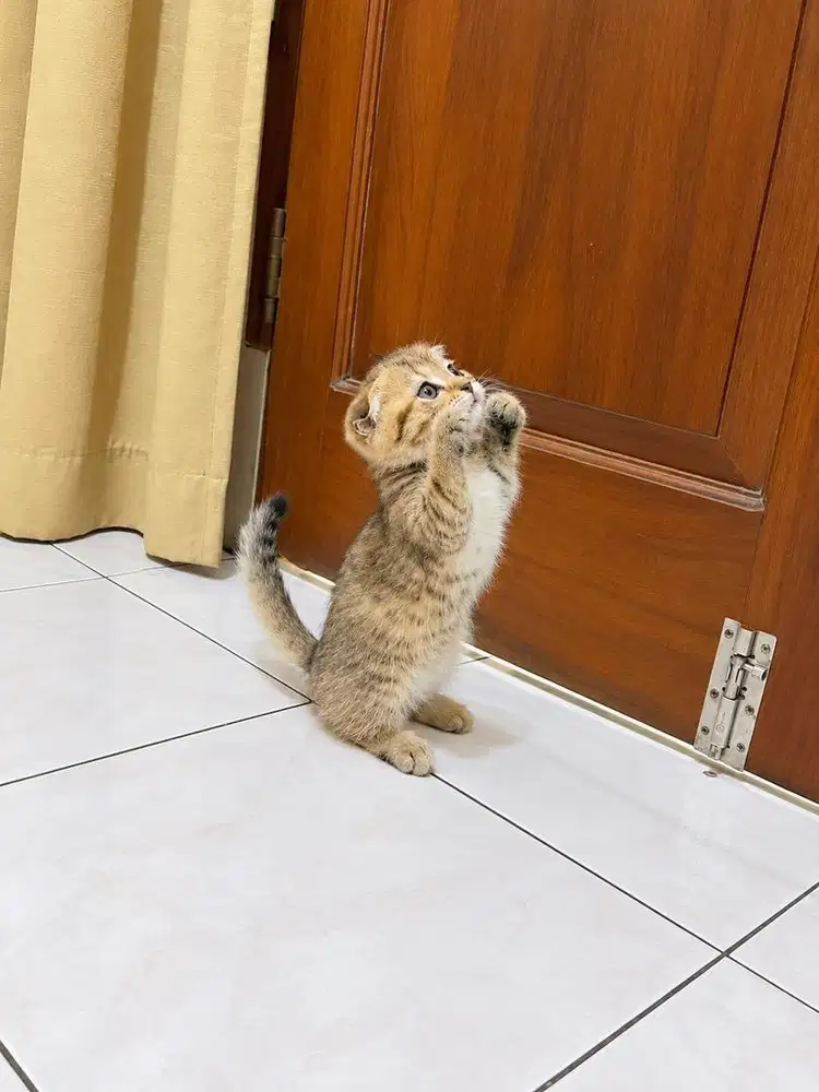 Kucing munchkin gaelic fold kitten scottish british