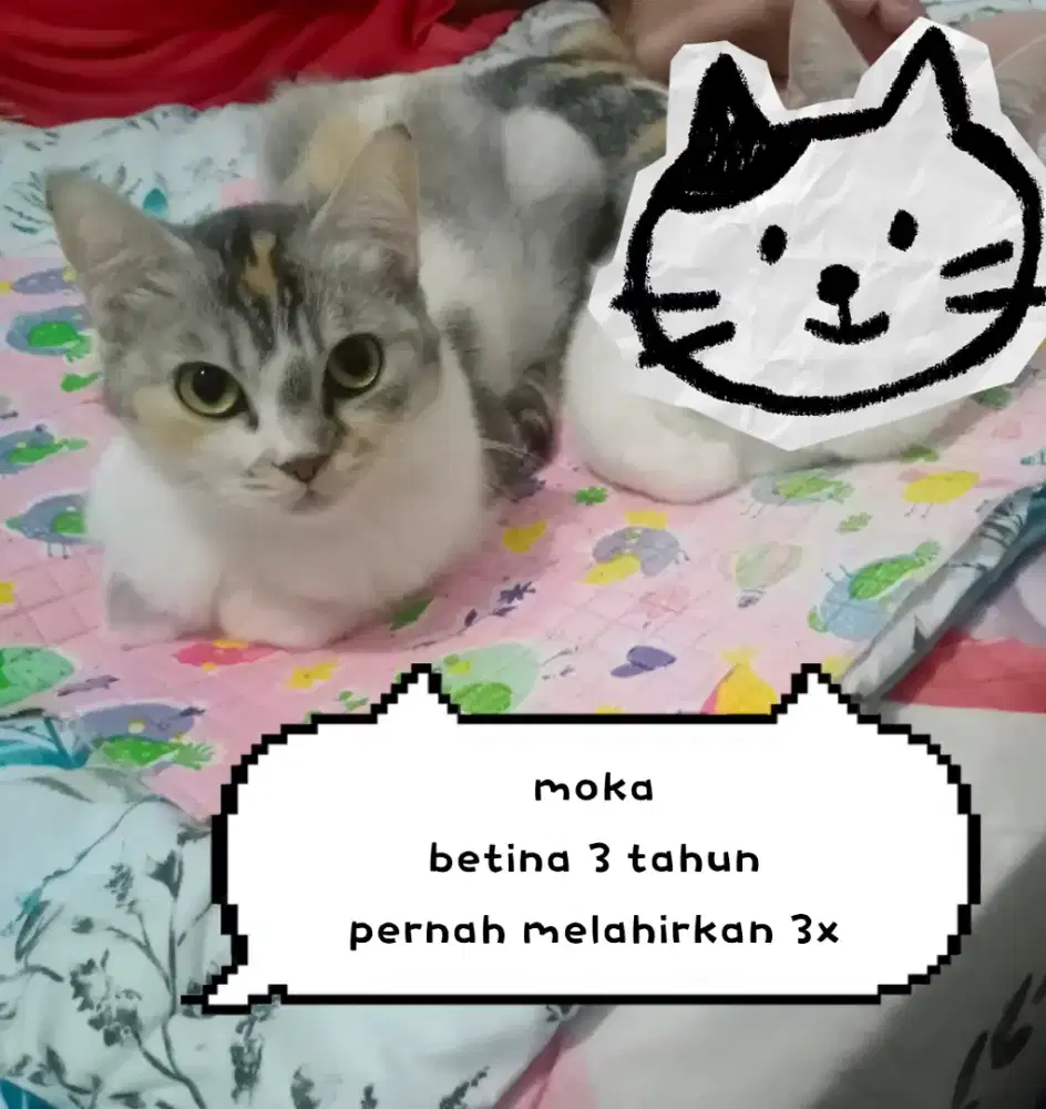 Free Adopsi Kucing Calico Betina BIRAHI