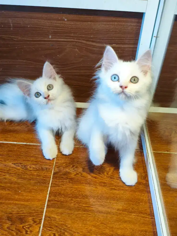 Kitten Odd Eyes Cakep Banget