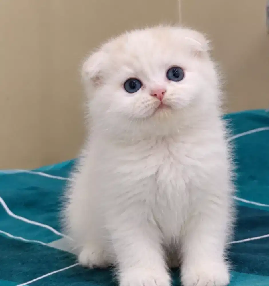 Scottish fold female 2,5 bulan line import