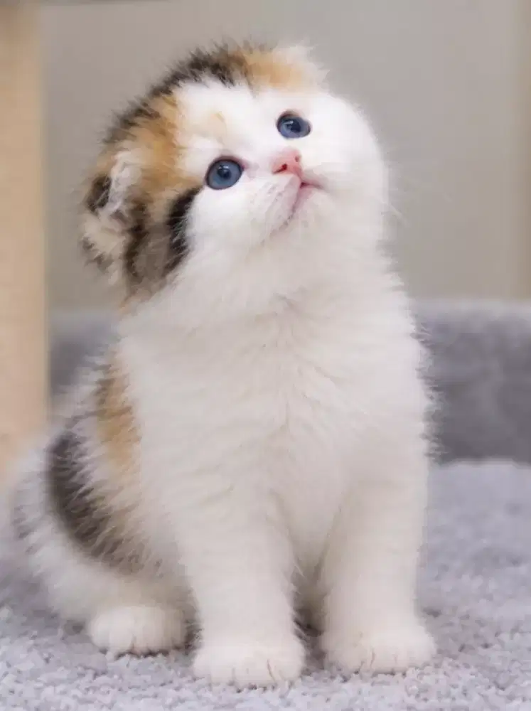 Scottish fold female 2, 5 bulan line import