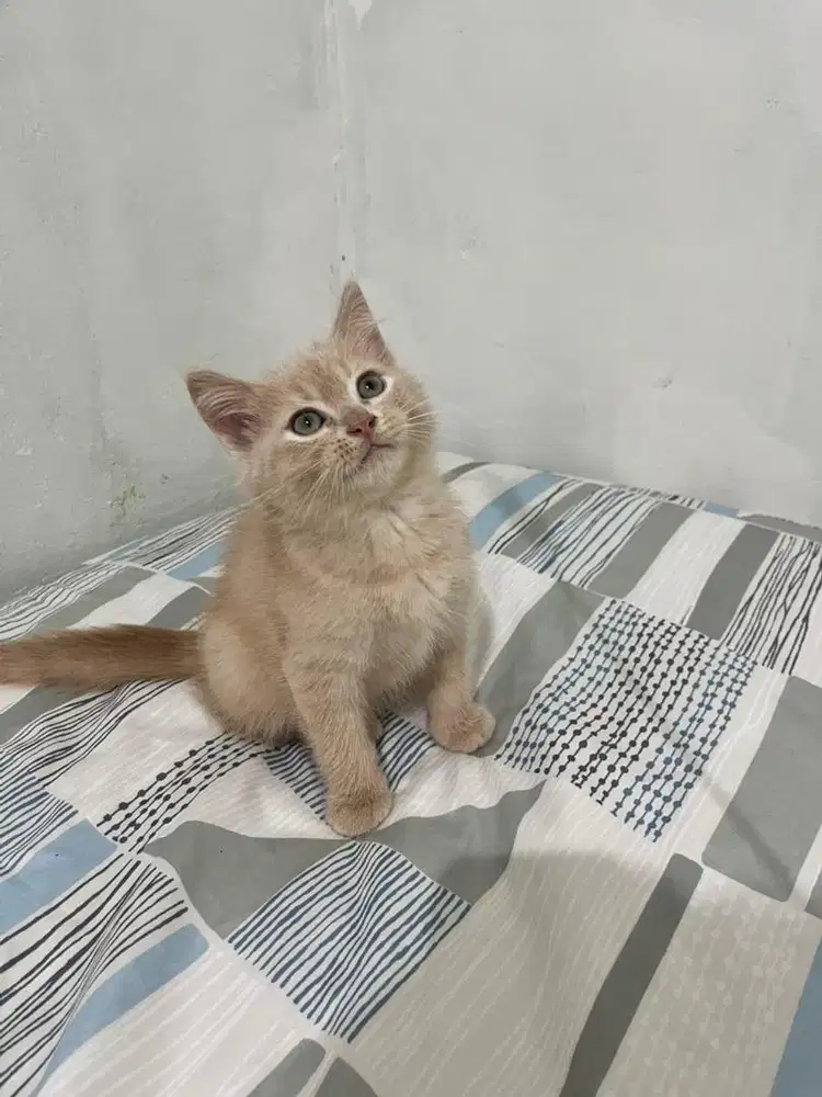 kitten jantan BSH