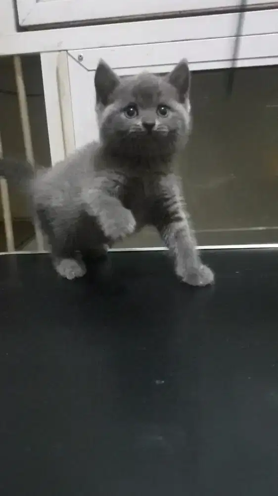 BRITISH SHORTHAIR