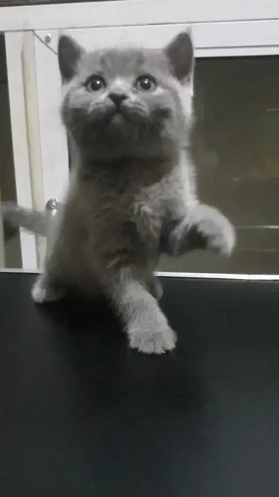 British shorthair