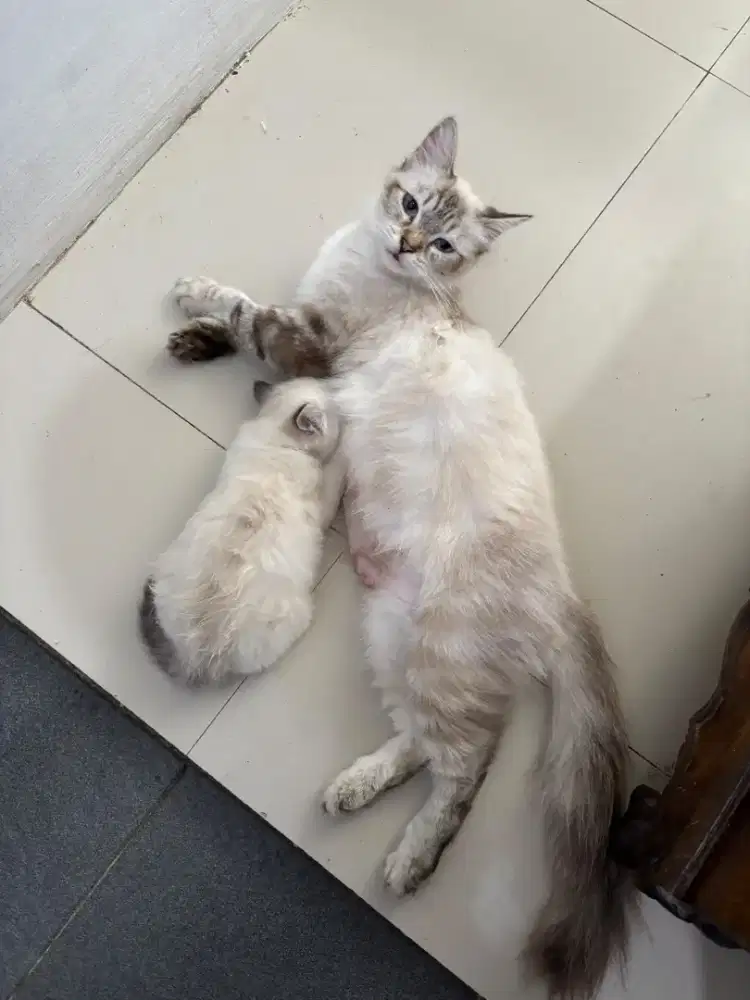 Kucing Persia Himalaya