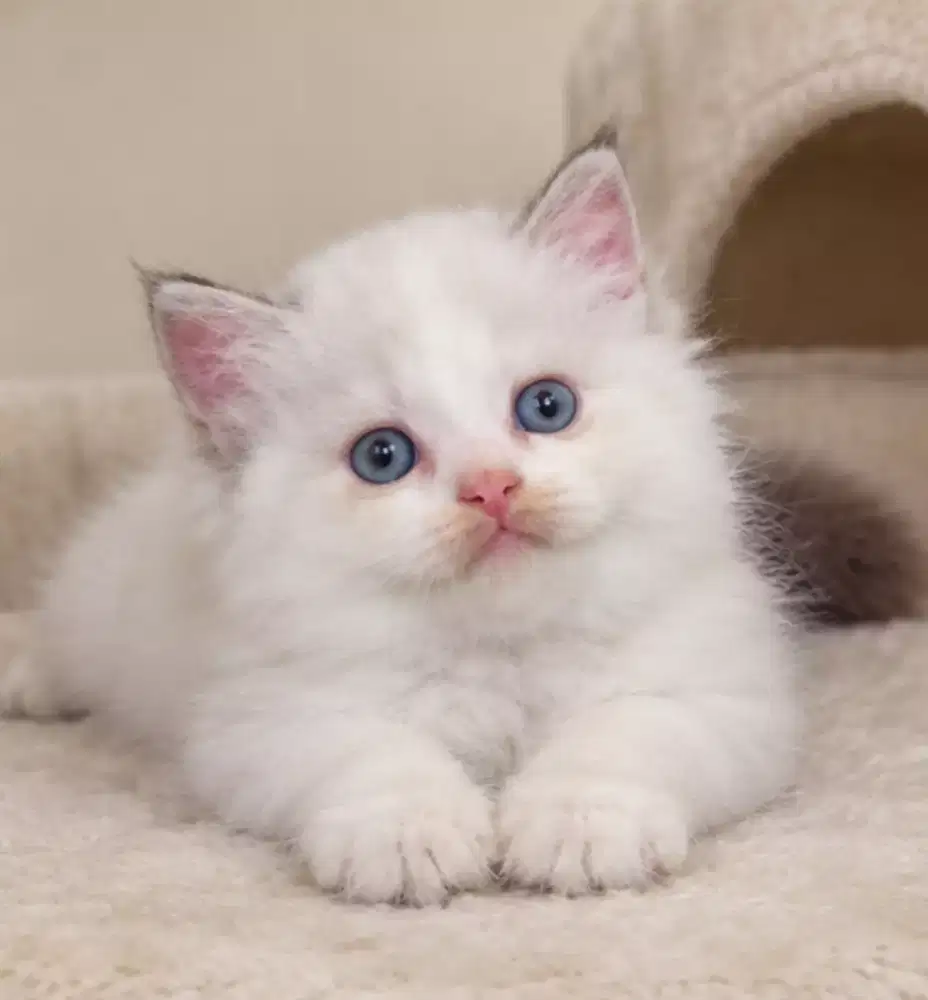 KITTEN RAGDOLL MALE LINE IMPORT