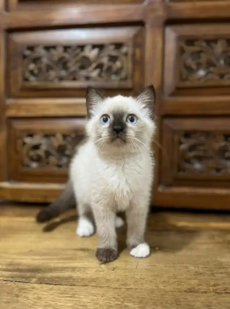Kitten Himalaya Siam