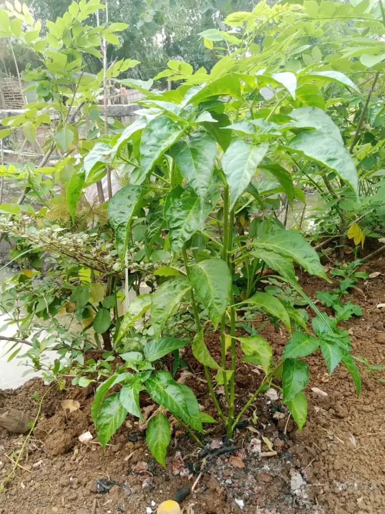 cabe rawit dan cabai merah keriting