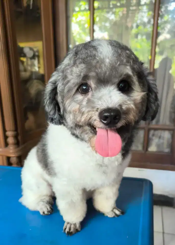 Terima Pacak poodle
