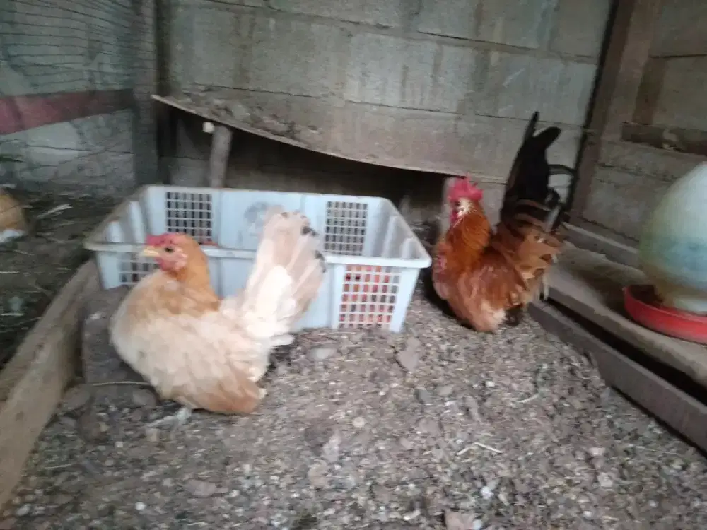 Ayam Kate cross chabo