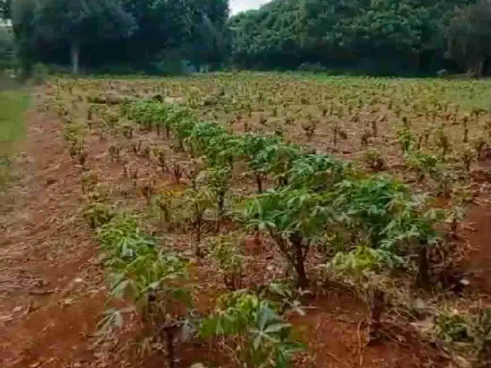 Dijual Tanah Kebun Di Bogor Pasar Ciseeng