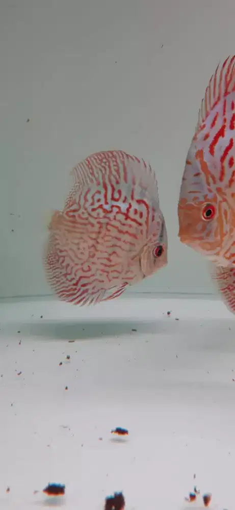 Ikan hias aquarium akuarium aquascape discus mozaik 3 inch