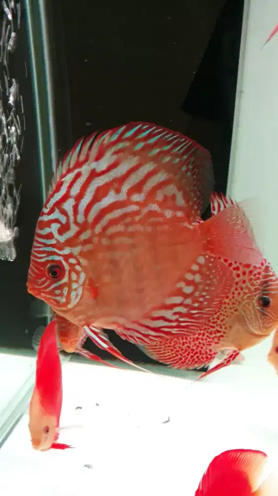 Ikan hias discus diskus alenquer alenser 4 inch up aquarium akuarium