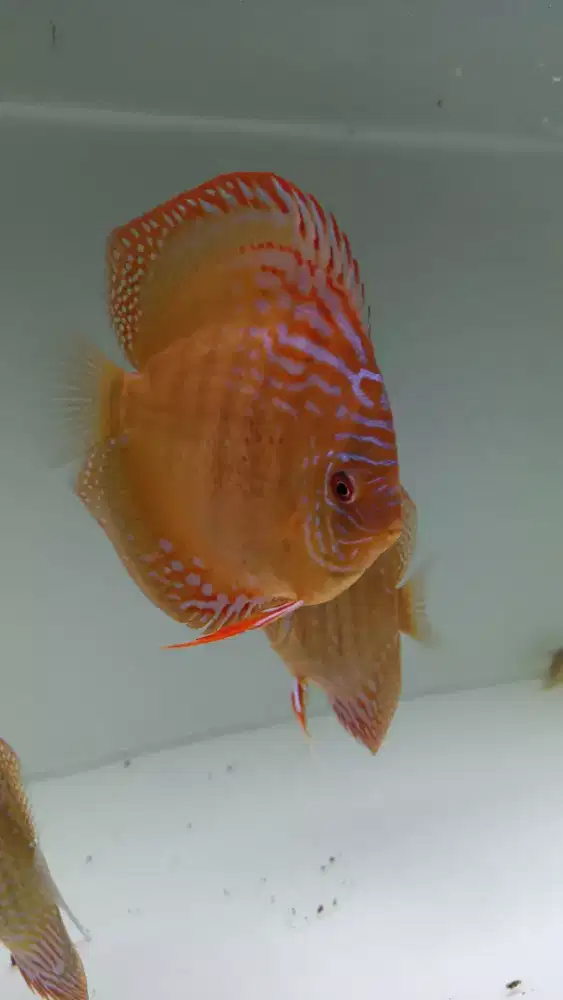 Ikan hias aquarium akuarium aquascape discus diskus alenquer 4,5 inch