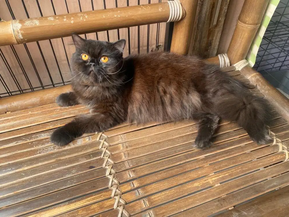 Persia jantan hitam