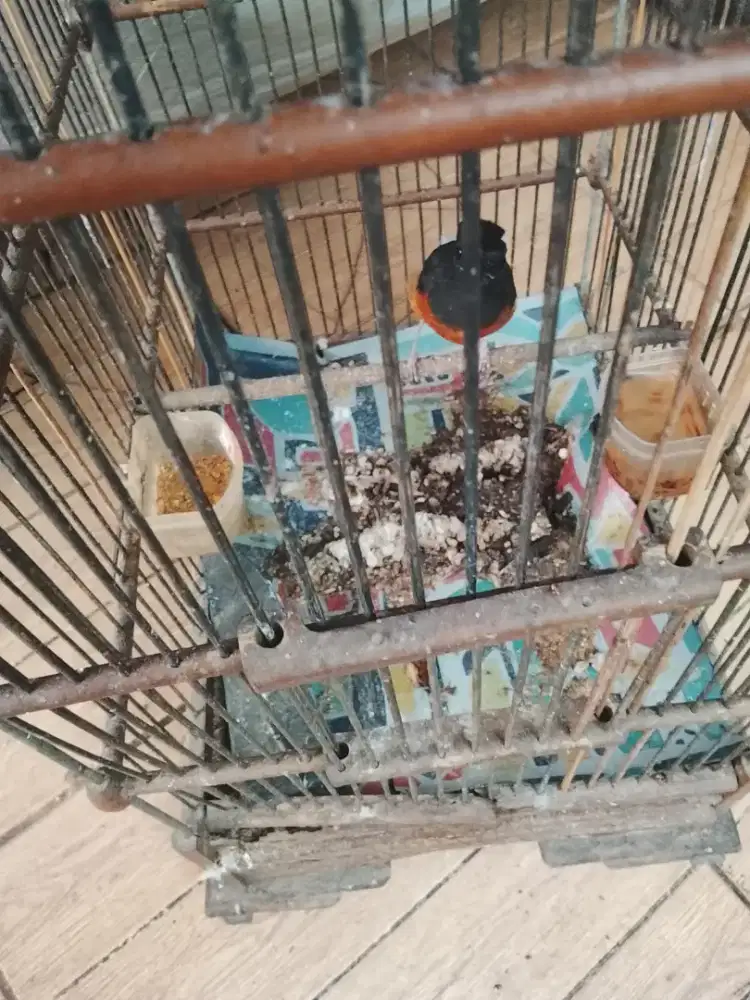 Jual burung murai betina