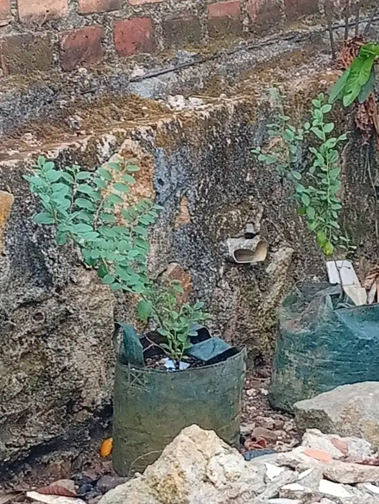 Bidara Arab di dalam planter bag ada 2 batang Siap tumbuh besar