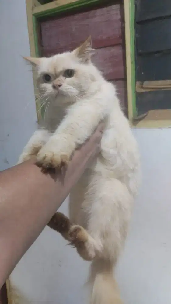 Lepas adopsi persia