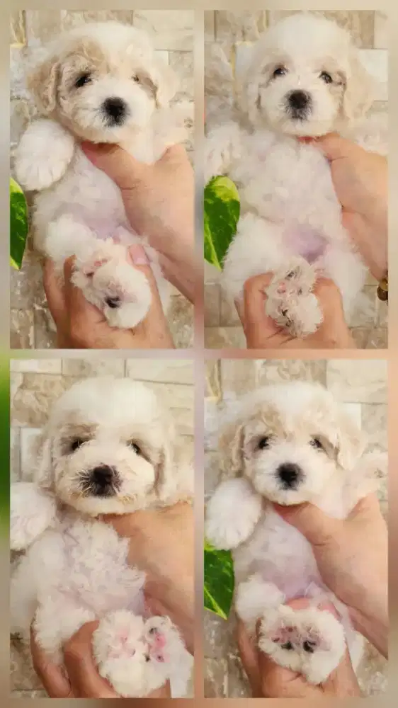 Anakan Poodle Betina Murahh