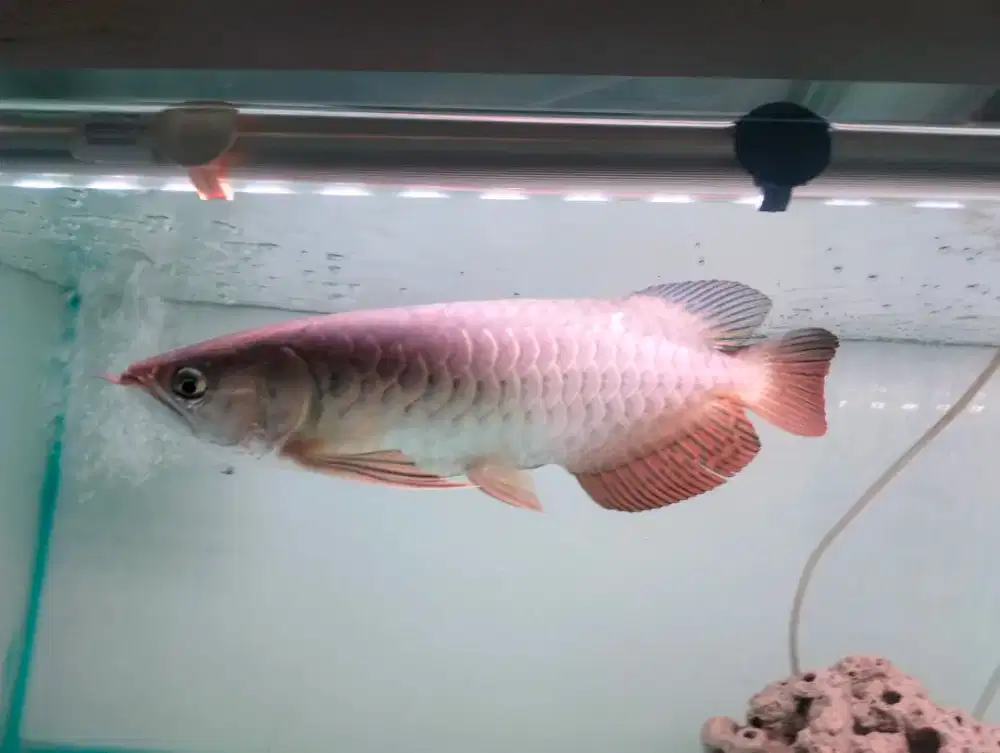 Ikan arwana golden red