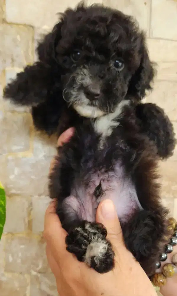 Anakan Poodle Jantan Murahhh
