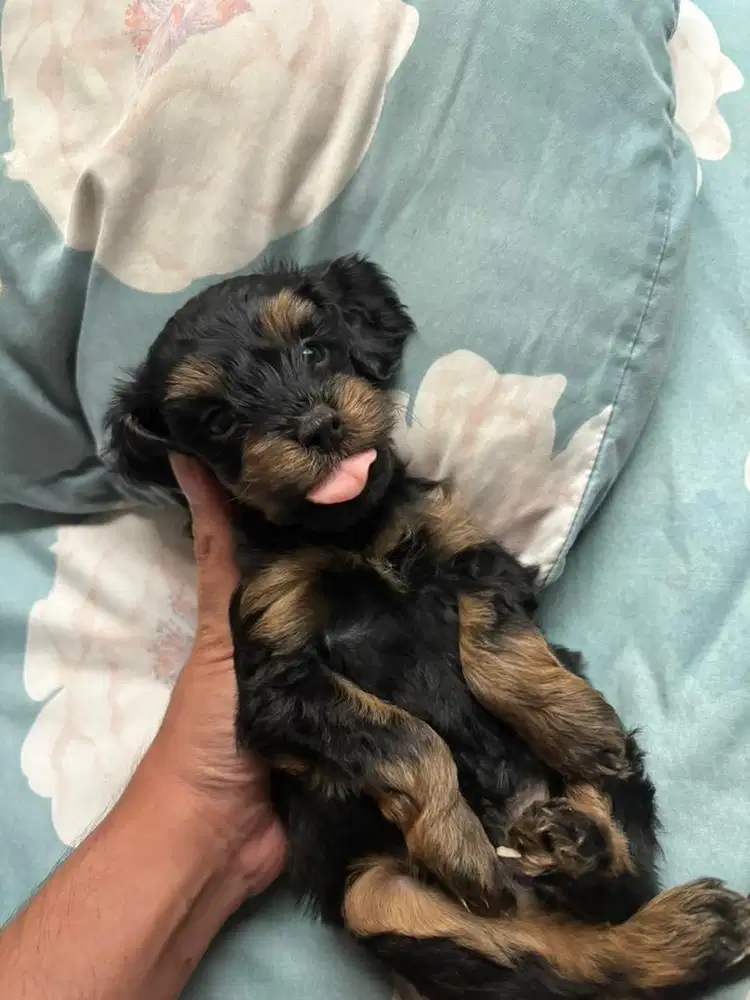 Puppy Anak Poodle Mix Jantan