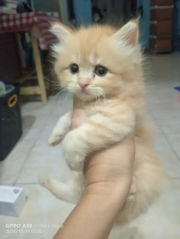 Lepas adop pernkan persia