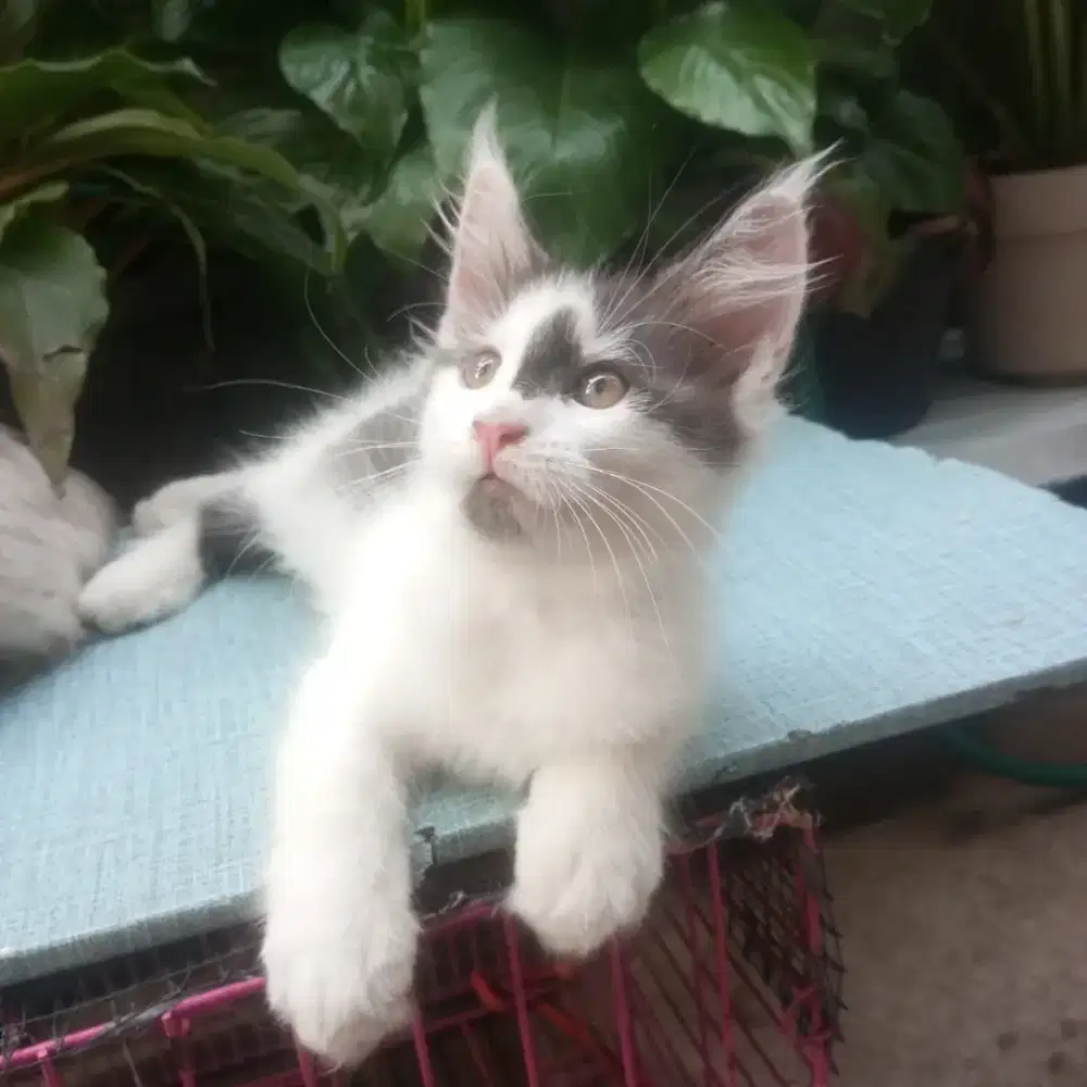 Kucing mainecoon, kitten 2 bln+