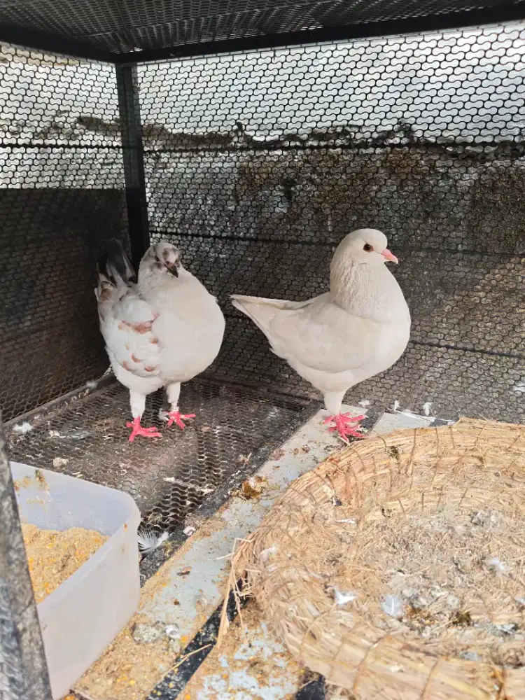 Burung merpati showking