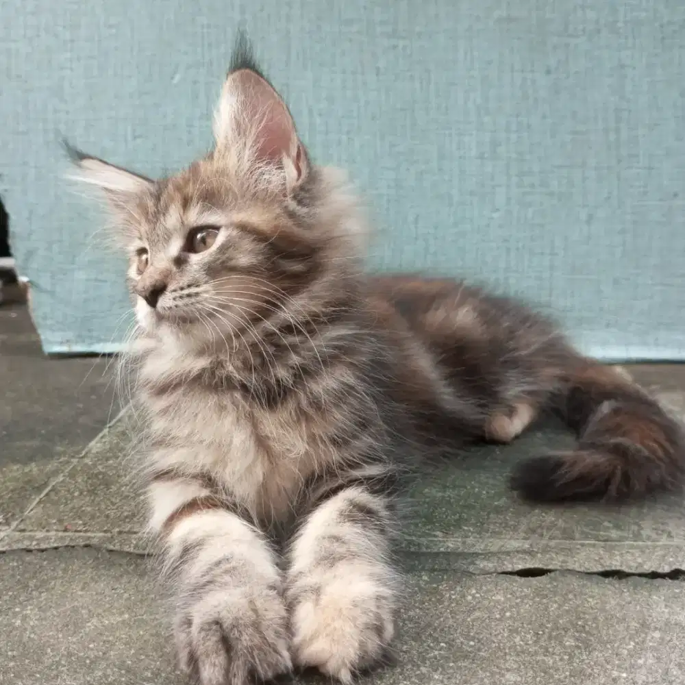 kucing mainecoon 2 bln +