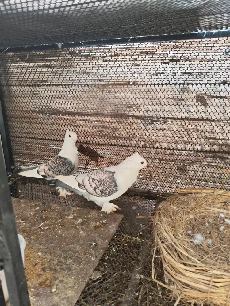 Burung merpati Santinet
