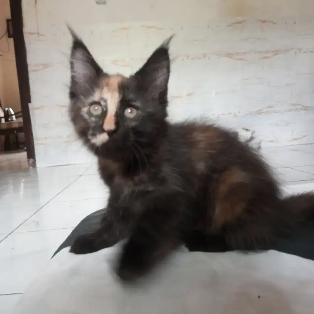 mainecoon kitten lineped cfa