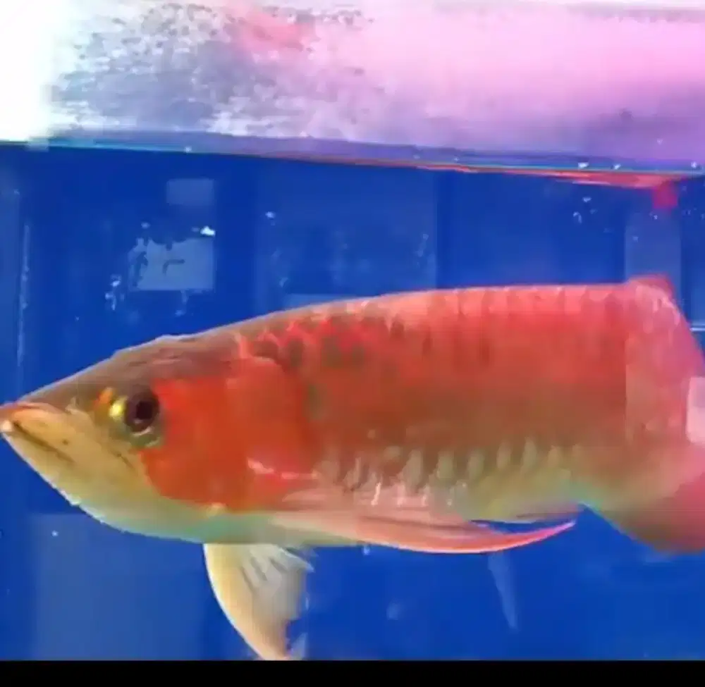 Arwana super red