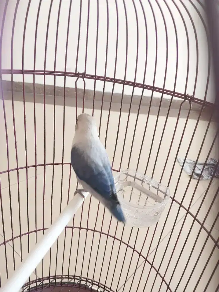 Lovebird violet