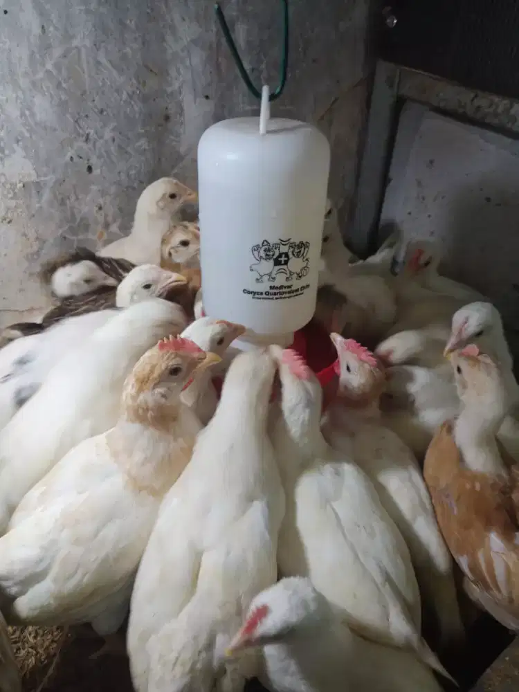 Ayam Elba 2 bulan