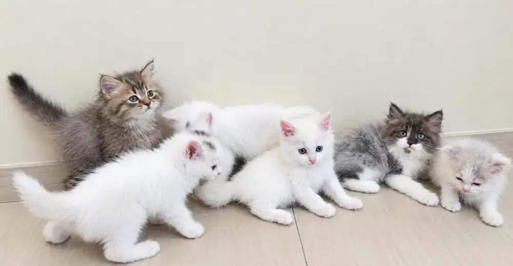 Ragdol & persia gembul gembul