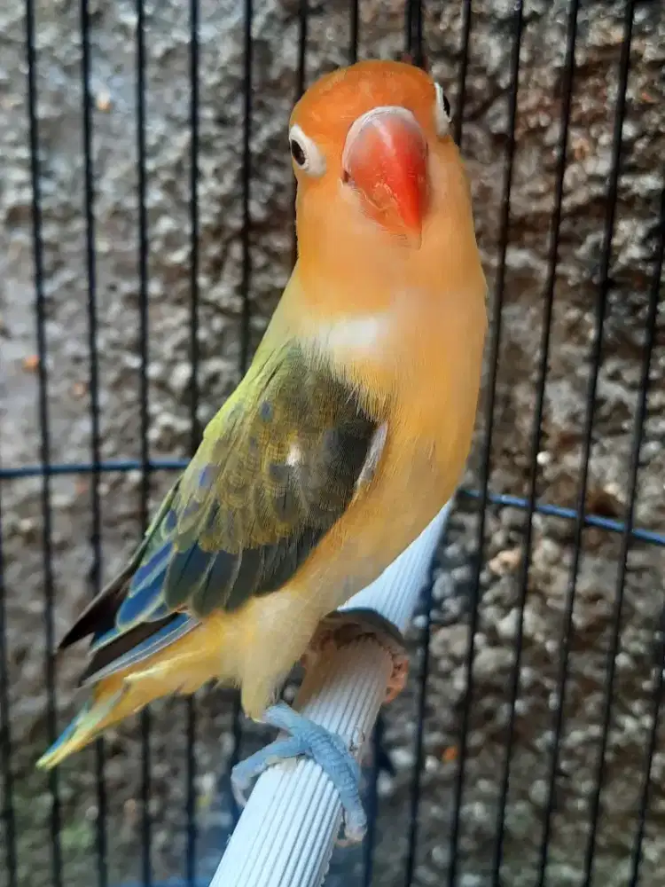Lovebird Biola PB Euwing Vio Jantan Siapan
