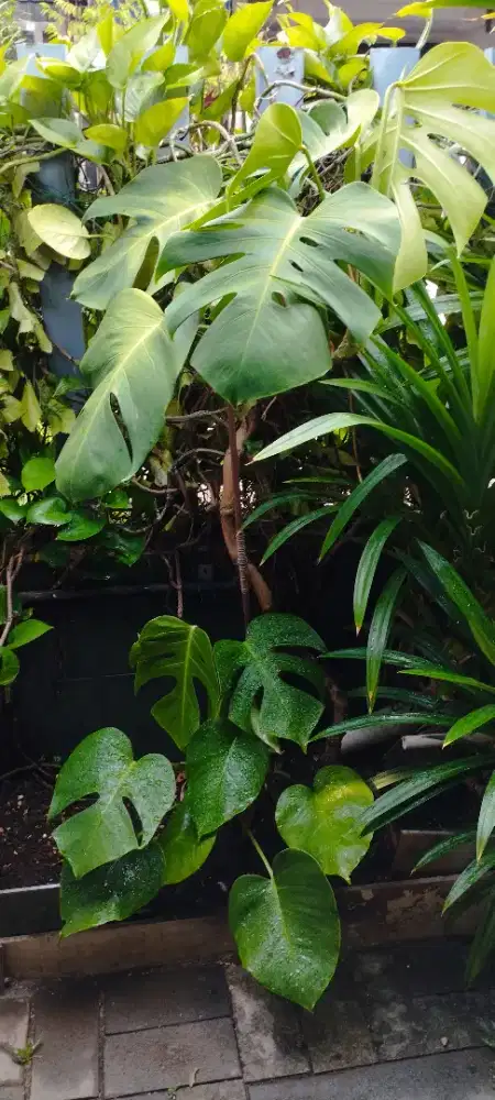Monstera deliciousa bibit bisa jadi 3