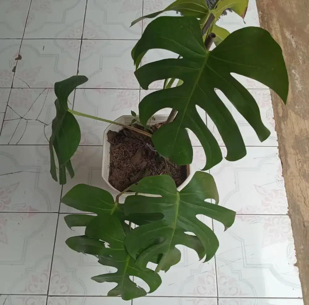 Tanaman hias monstera king
