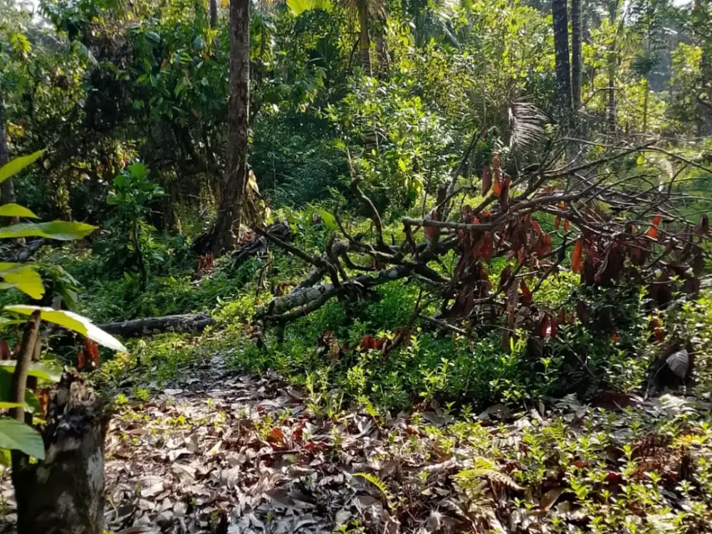 Dijual Tanah Murah dengan Los Sungai Besar, Lingkungan yang Sejuk