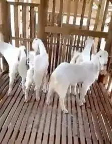 10 ekor bakalan kambing etawa senduro jantan 5-6 bln TB 65-70cm manteb