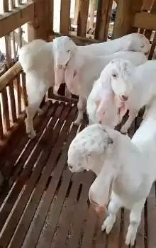 10 ekor bakalan kambing etawa senduro 5-6 bln TB 65-70cm siap ternak