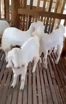 10 ekor bakalan kambing etawa senduro jantan TB 65-70cm 5-6 bln manteb