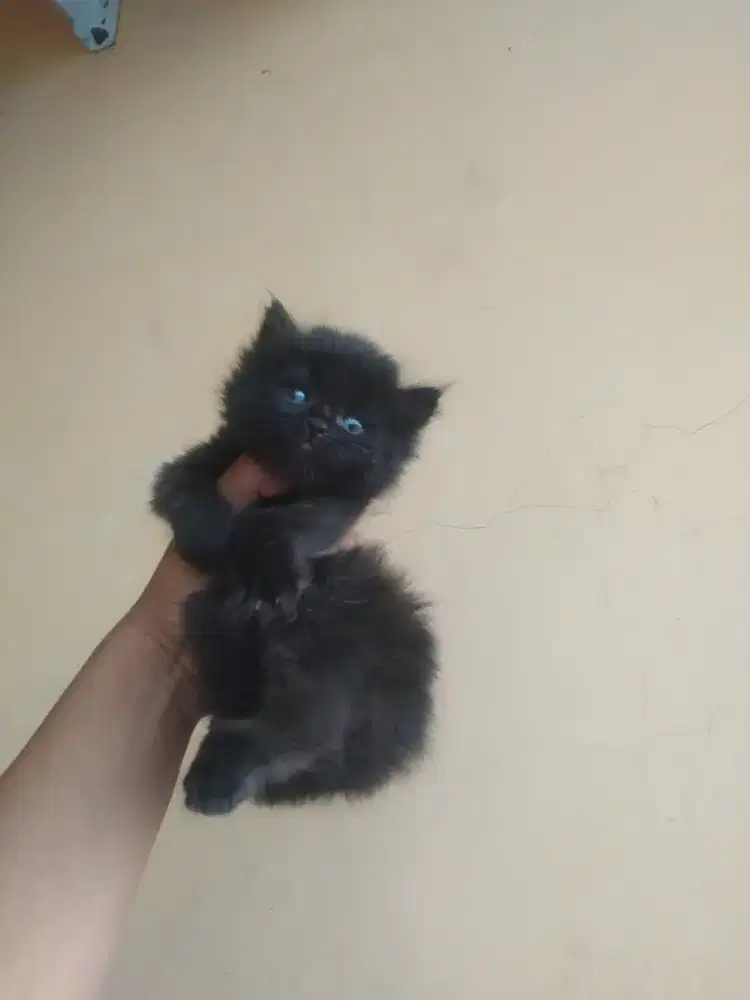parsia flatnose usia 2,5 bulan betina