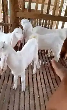 10 ekor bakalan kambing etawa senduro jantan 5-6 bln TB 65-70cm manteb